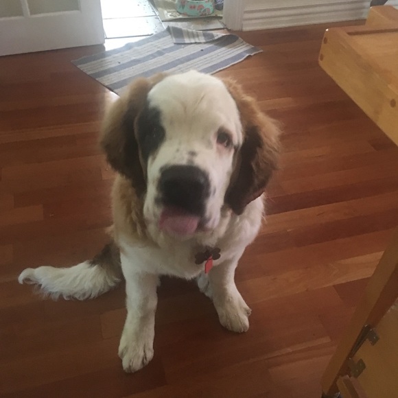 Meet your Posher, Lannie - Picture 6 of 7